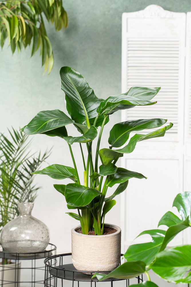 Strelitzia « Oiseau De Paradis » Avec Panier – Plante D’Intérieur
