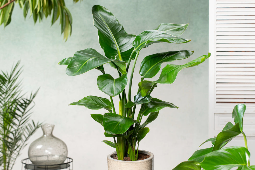 Strelitzia « Oiseau De Paradis » Avec Panier – Plante D’Intérieur