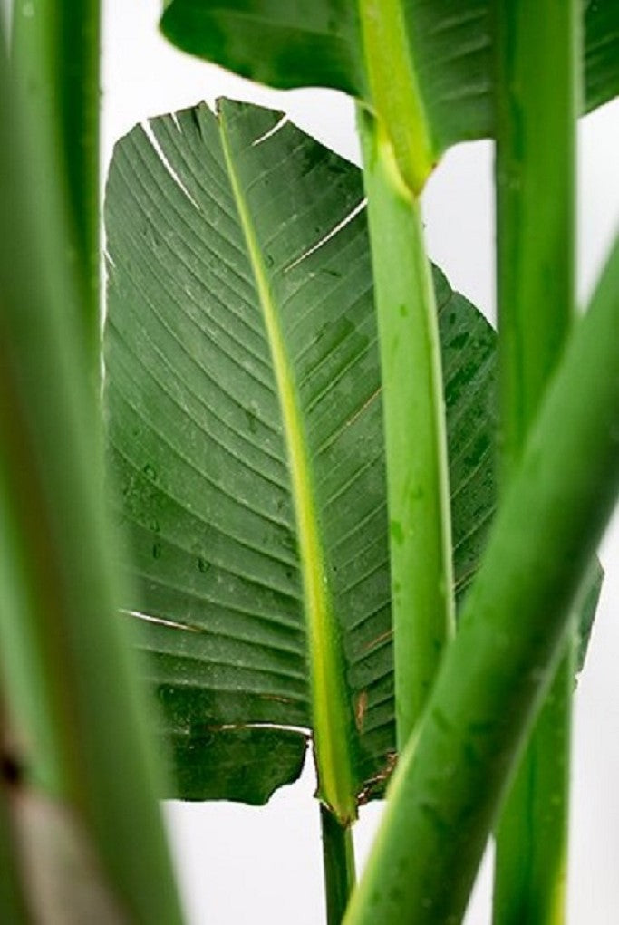 Strelitzia « Oiseau De Paradis » Avec Panier – Plante D’Intérieur