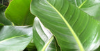 Strelitzia « Oiseau De Paradis » Avec Panier – Plante D’Intérieur
