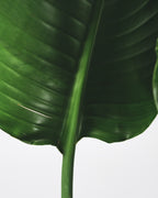 Strelitzia « Oiseau De Paradis » Avec Panier – Plante D’Intérieur