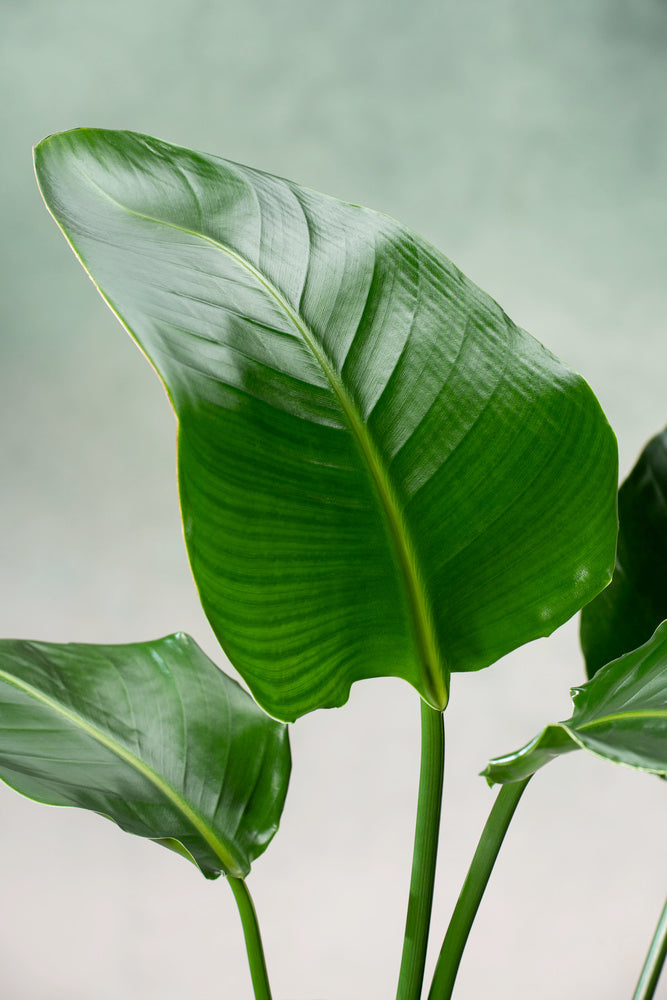 Strelitzia « Oiseau De Paradis » Avec Panier – Plante D’Intérieur