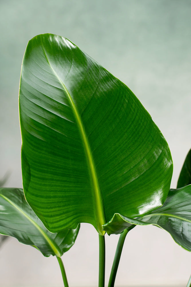 Strelitzia « Oiseau De Paradis » Avec Panier – Plante D’Intérieur