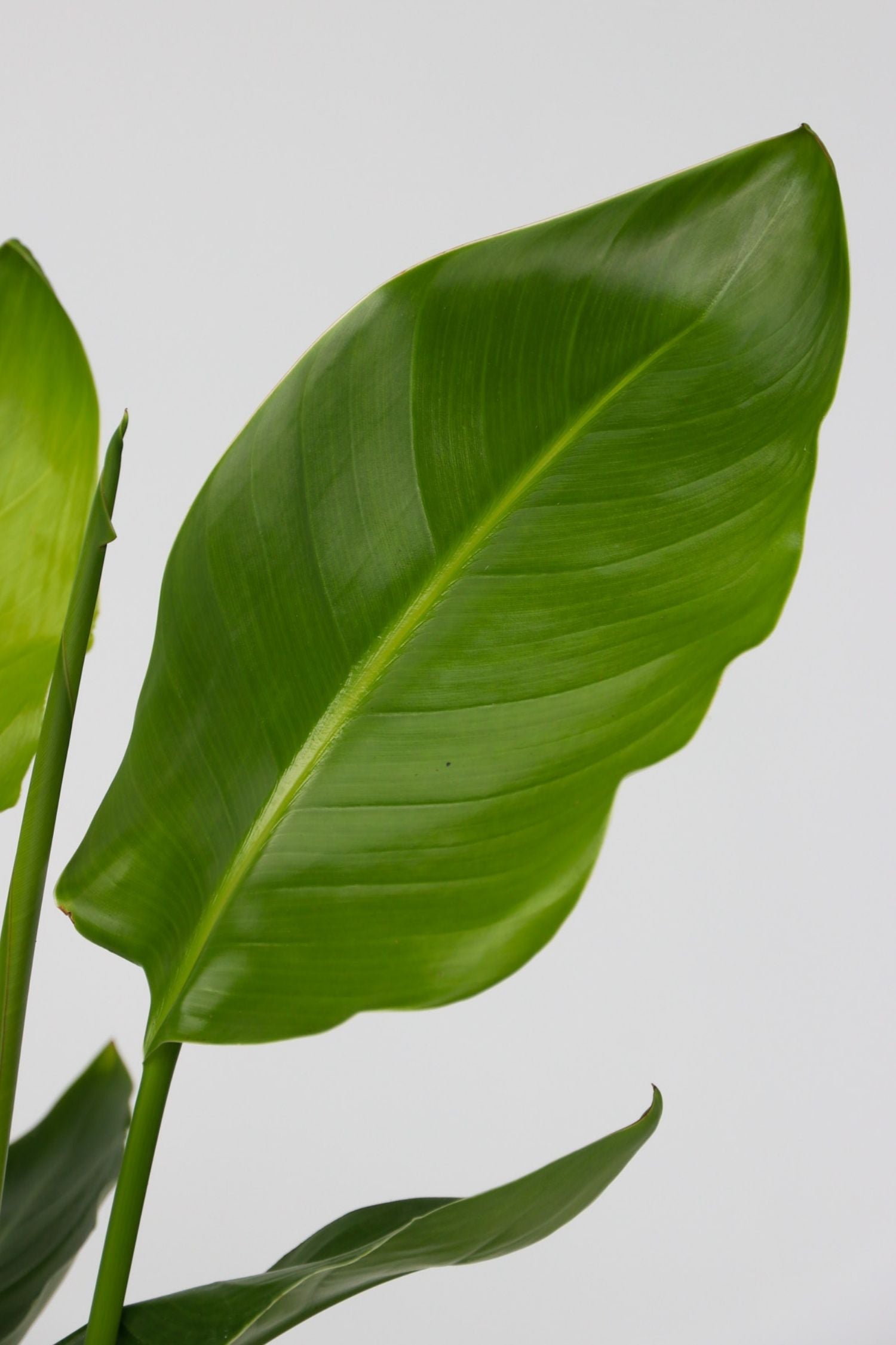 Strelitzia « Oiseau De Paradis » – Plante D’Intérieur