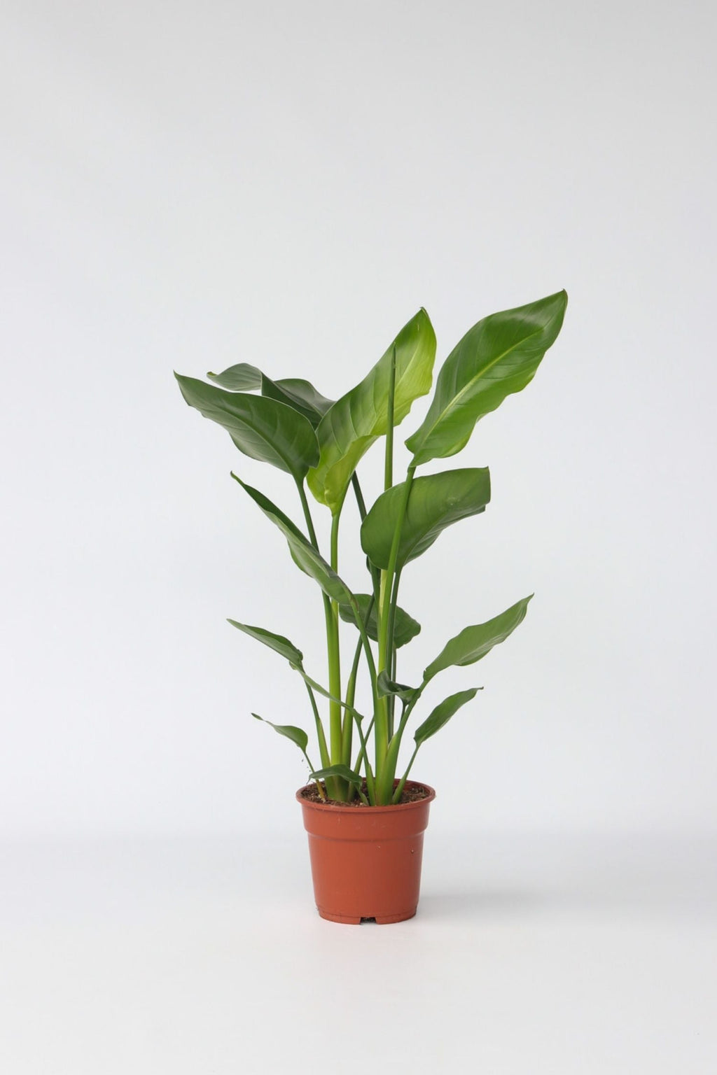 Strelitzia « Oiseau De Paradis » – Plante D’Intérieur