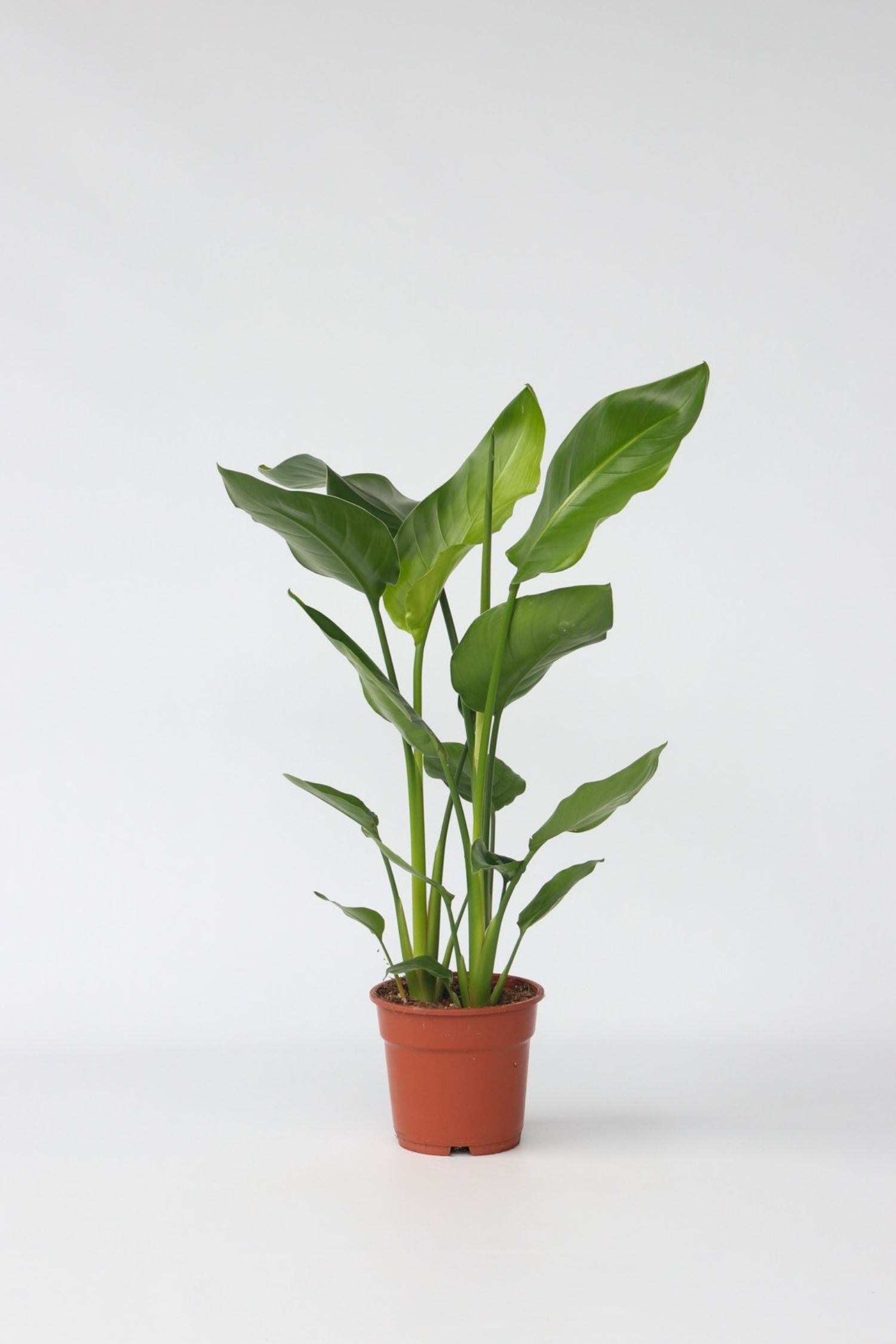 Strelitzia « Oiseau De Paradis » – Plante D’Intérieur