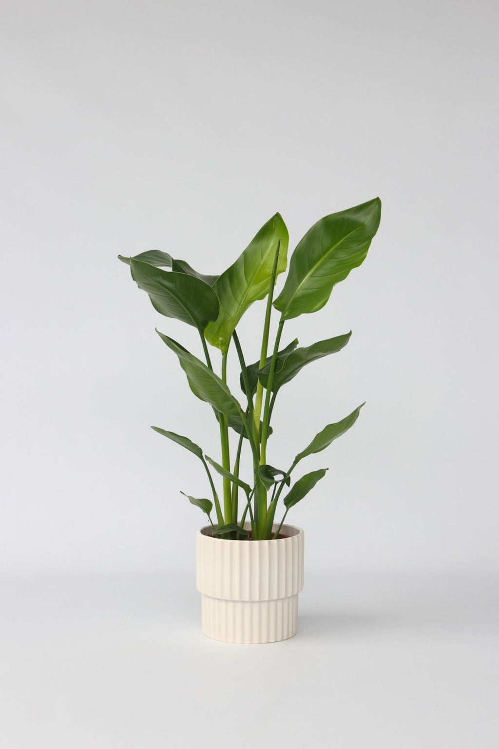Strelitzia « Oiseau De Paradis » – Plante D’Intérieur