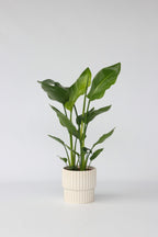 Strelitzia « Oiseau De Paradis » – Plante D’Intérieur