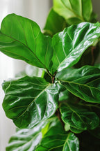 Ficus Lyrata « Figuier Lyre » – Plante D’Intérieur