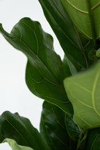 Ficus Lyrata « Figuier Lyre » – Plante D’Intérieur