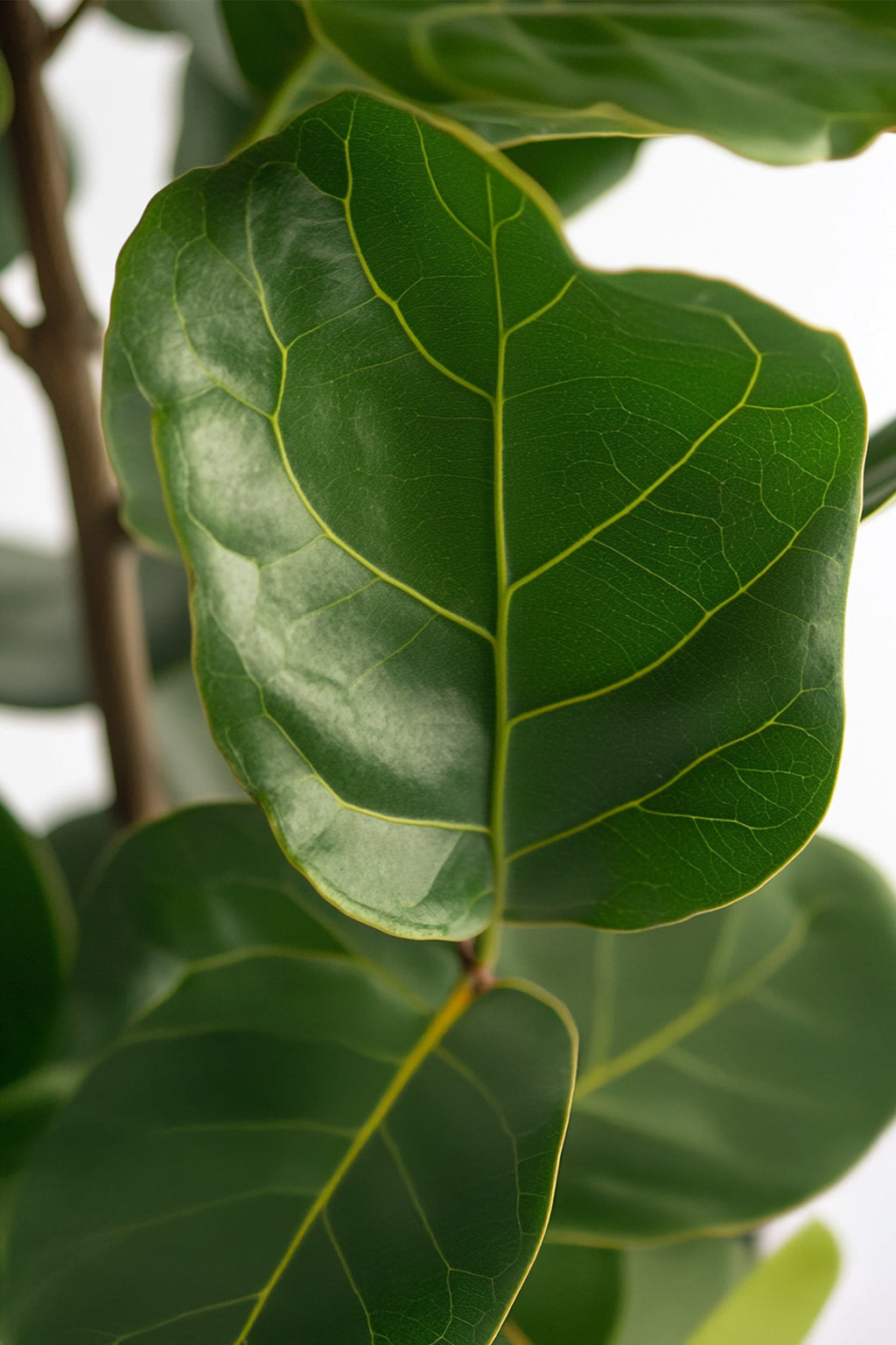 Ficus Lyrata « Figuier Lyre » – Plante D’Intérieur