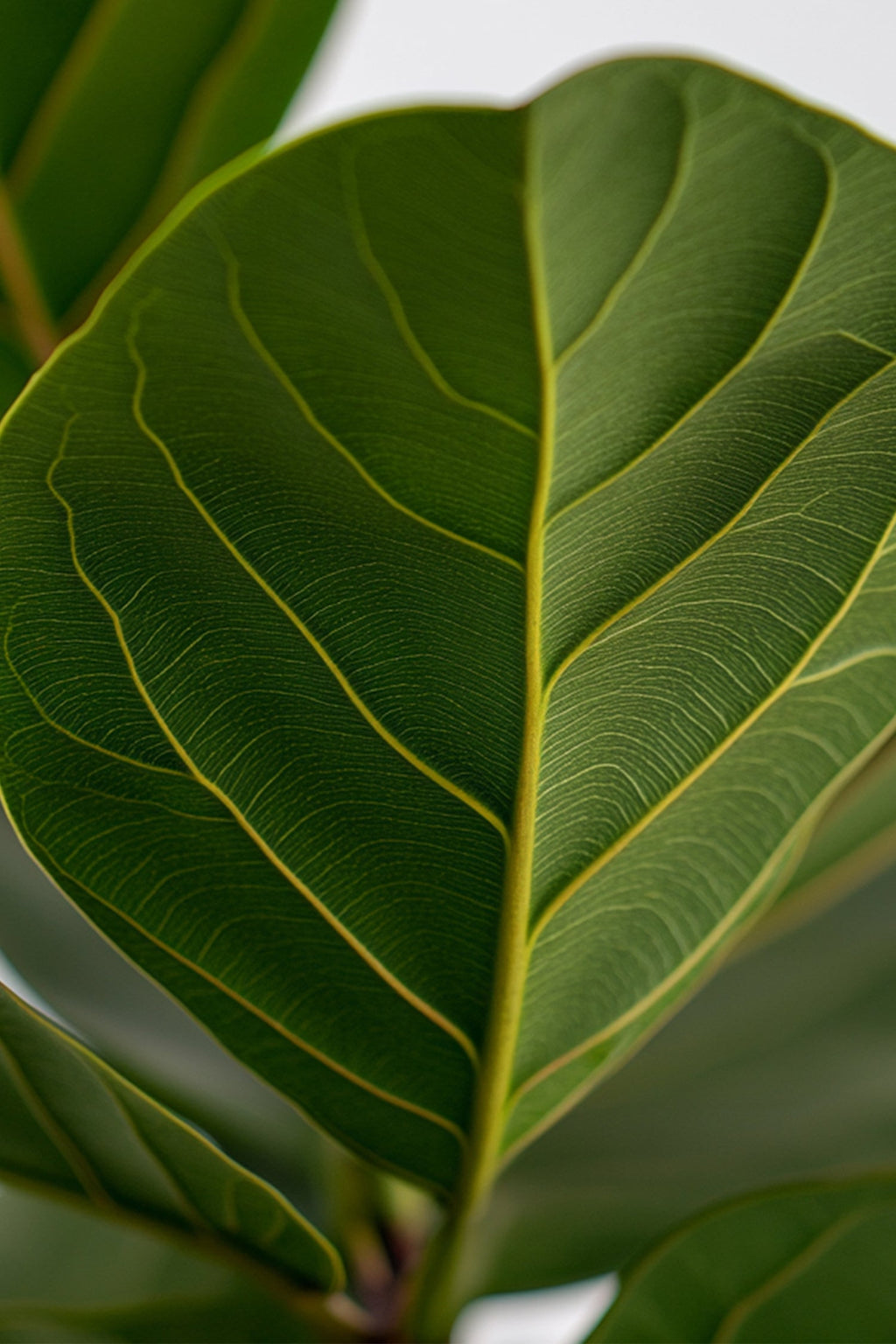 Ficus Lyrata « Figuier Lyre » – Plante D’Intérieur