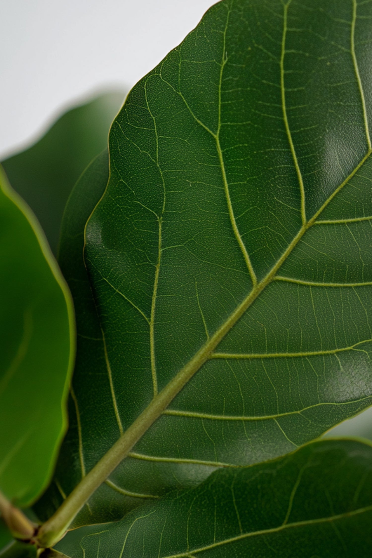 Ficus Lyrata « Figuier Lyre » – Plante D’Intérieur