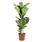 Ficus Lyrata – Plante D'Intérieur