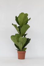 Ficus Lyrata « Figuier Lyre » – Plante D’Intérieur