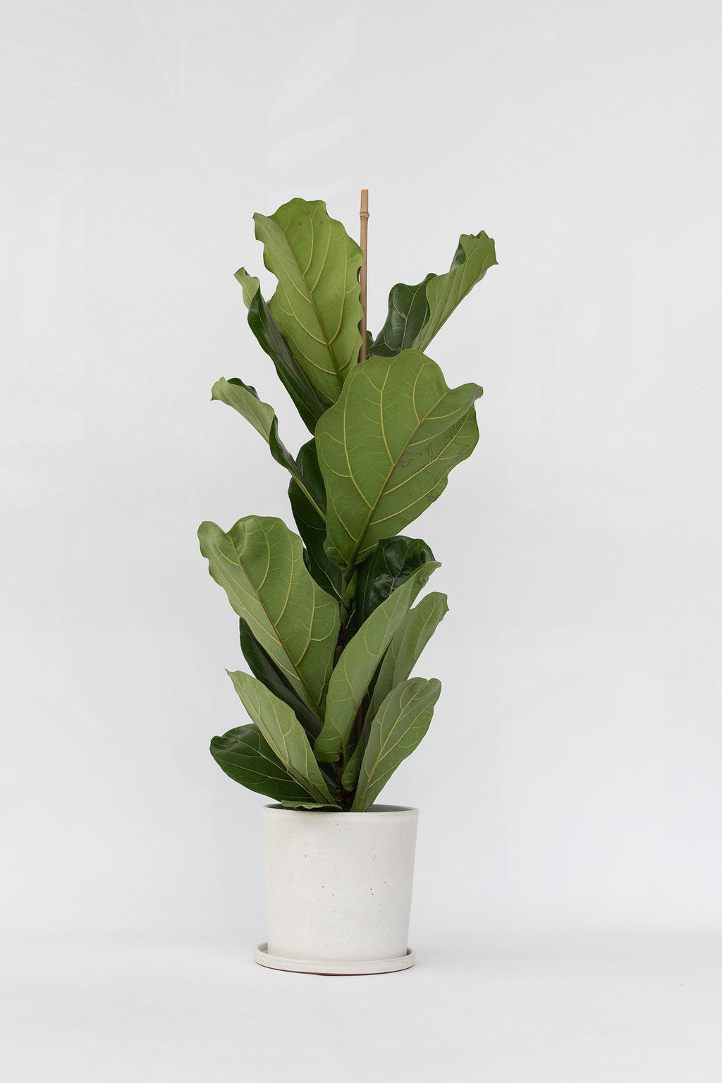 Ficus Lyrata « Figuier Lyre » – Plante D’Intérieur