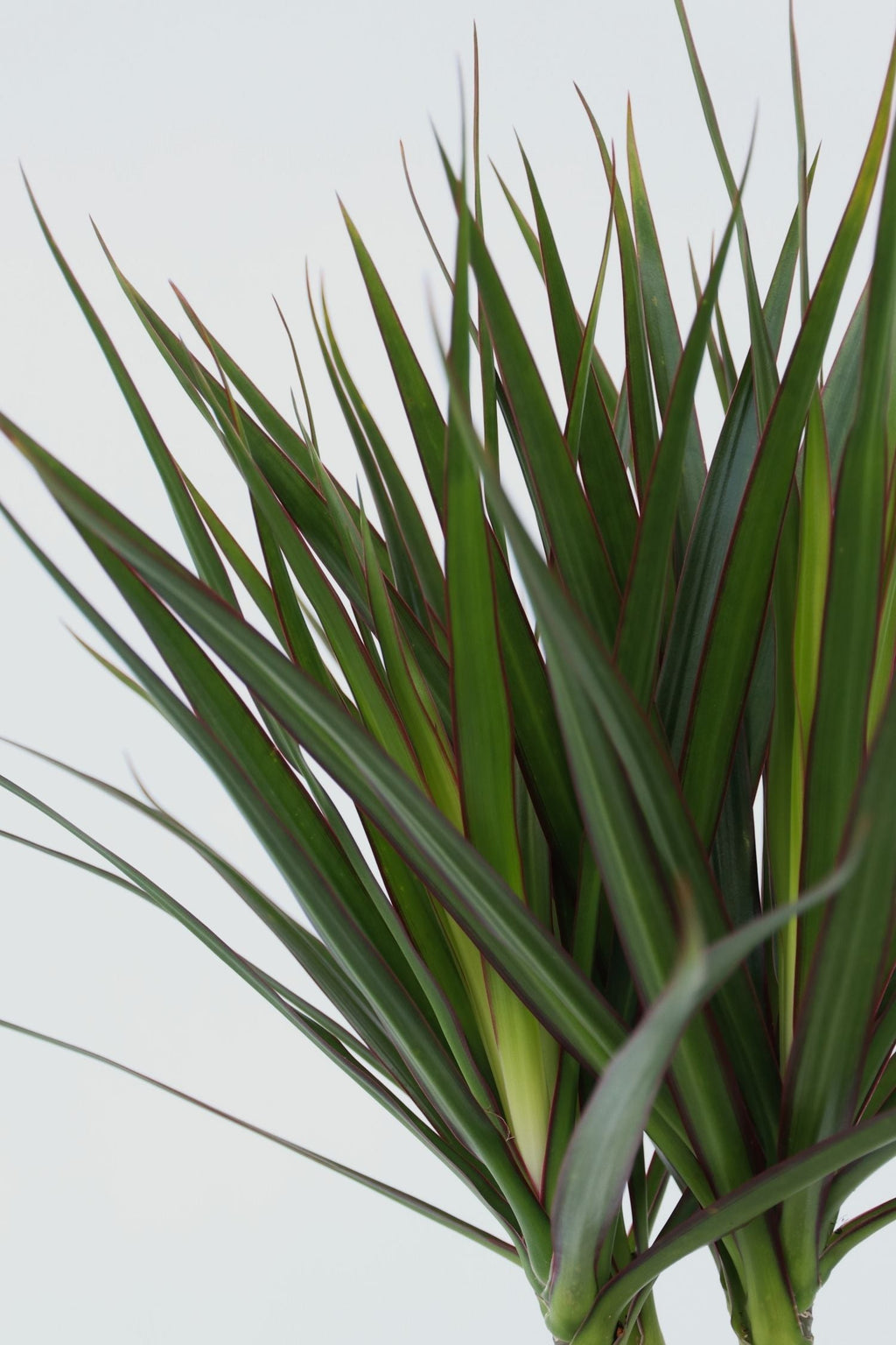 Dracaena « Dragonnier » – Plante D’Intérieur