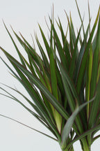 Dracaena « Dragonnier » – Plante D’Intérieur