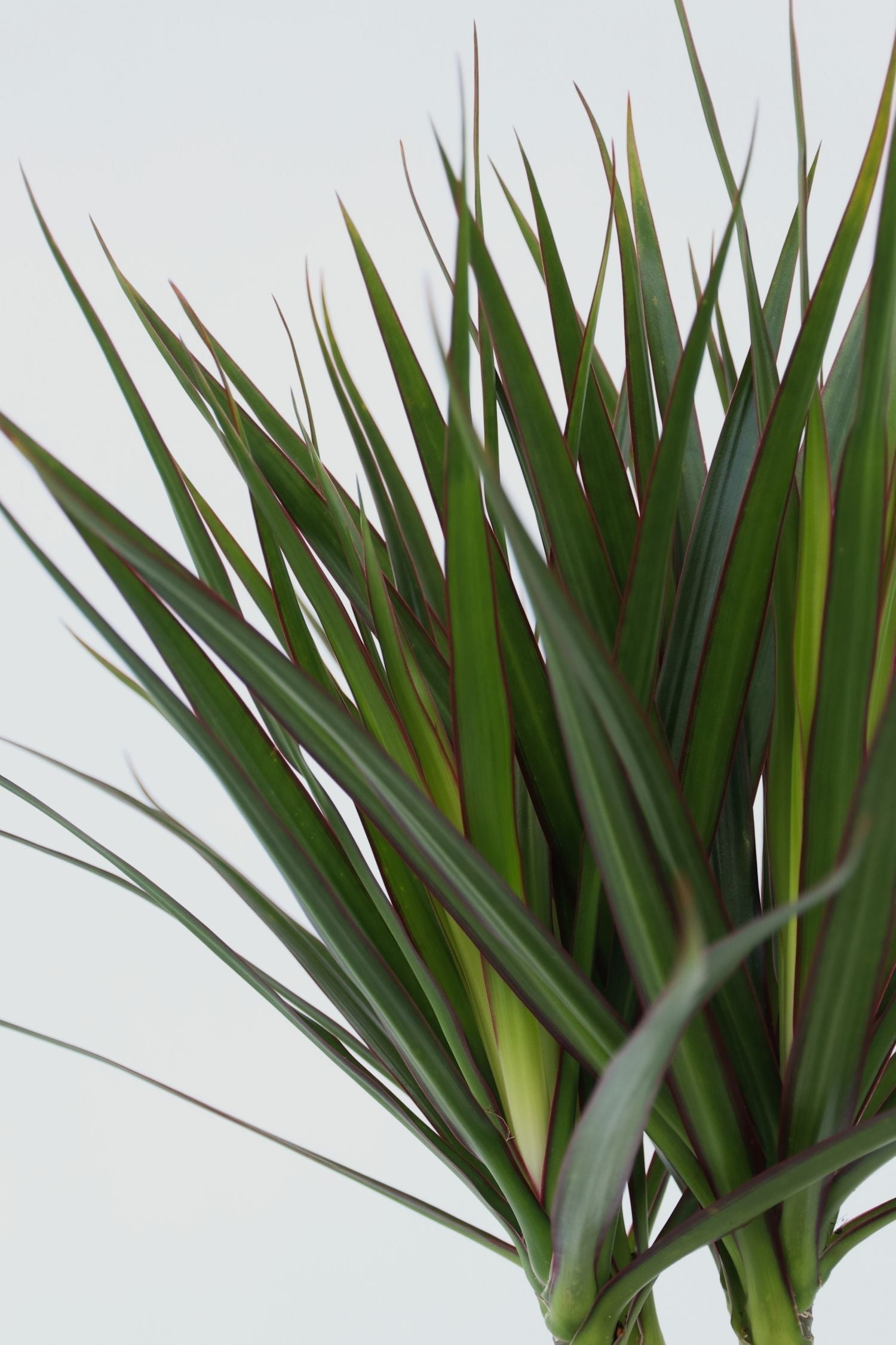 Dracaena « Dragonnier » – Plante D’Intérieur