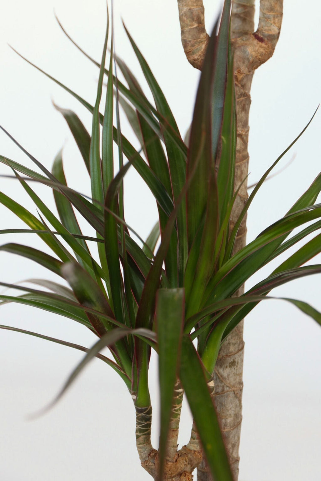 Dracaena « Dragonnier » – Plante D’Intérieur