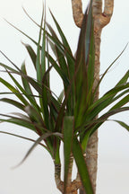 Dracaena « Dragonnier » – Plante D’Intérieur