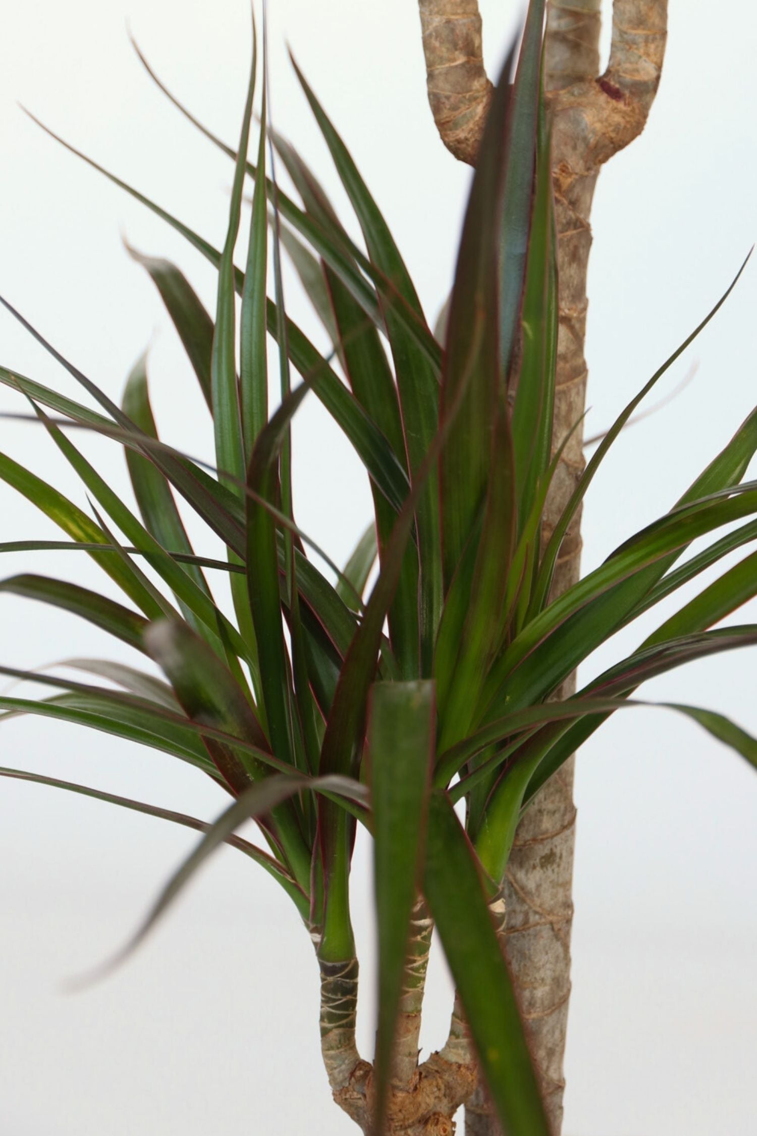Dracaena « Dragonnier » – Plante D’Intérieur