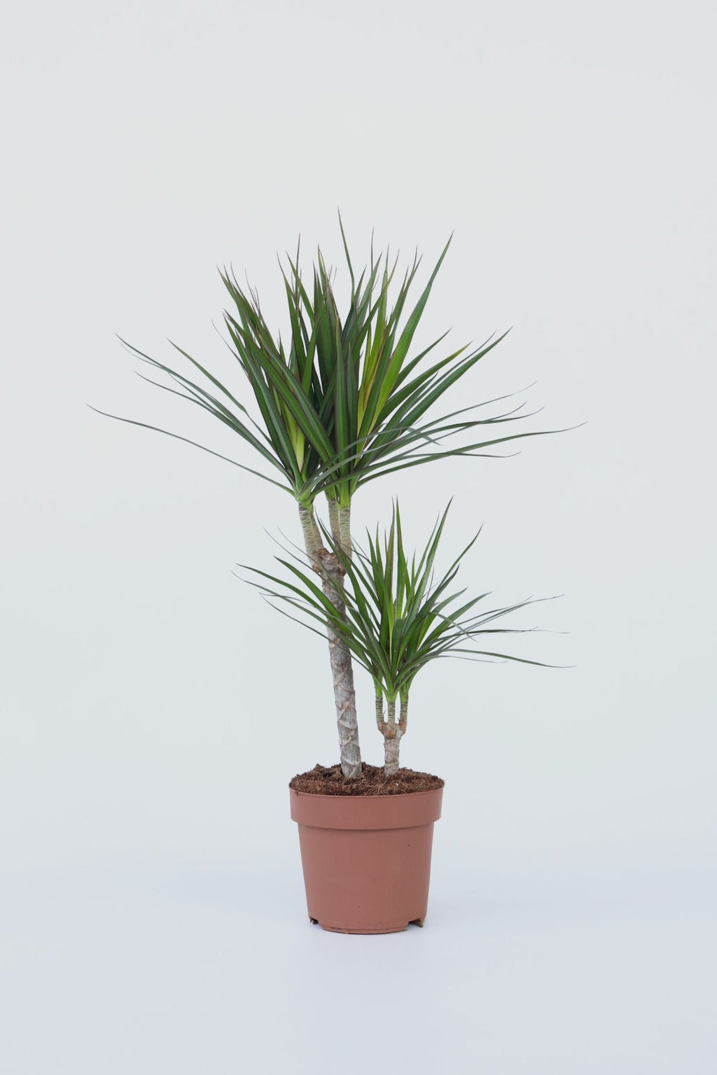 Dracaena « Dragonnier » – Plante D’Intérieur