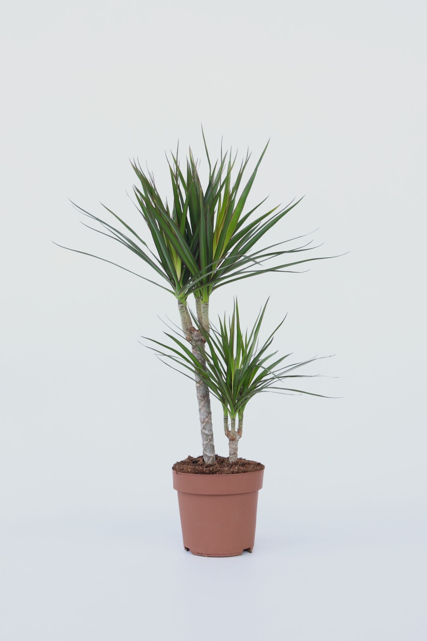 Dracaena « Dragonnier » – Plante D’Intérieur