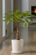 Pachira « Arbre À Monnaie » – Plante D’Intérieur