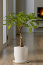 Pachira « Arbre À Monnaie » – Plante D’Intérieur