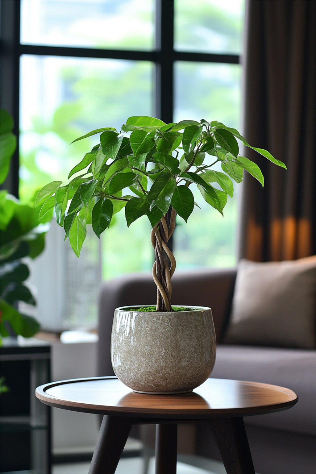 Pachira « Arbre À Monnaie » – Plante D’Intérieur