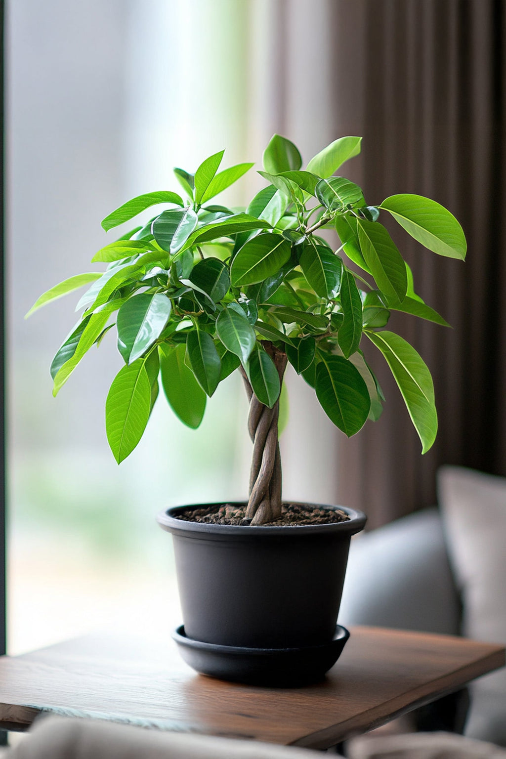 Pachira « Arbre À Monnaie » – Plante D’Intérieur