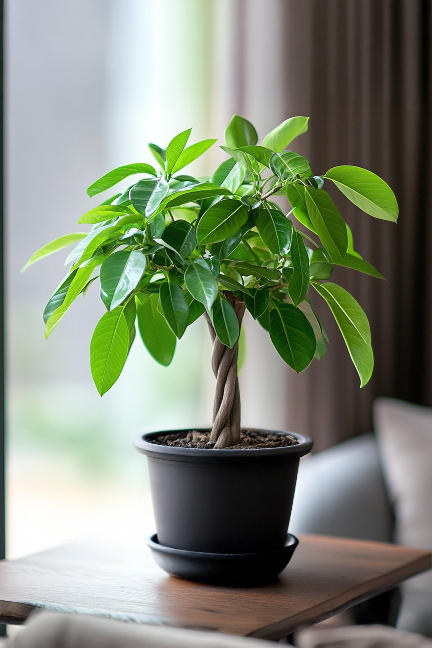 Pachira « Arbre À Monnaie » – Plante D’Intérieur