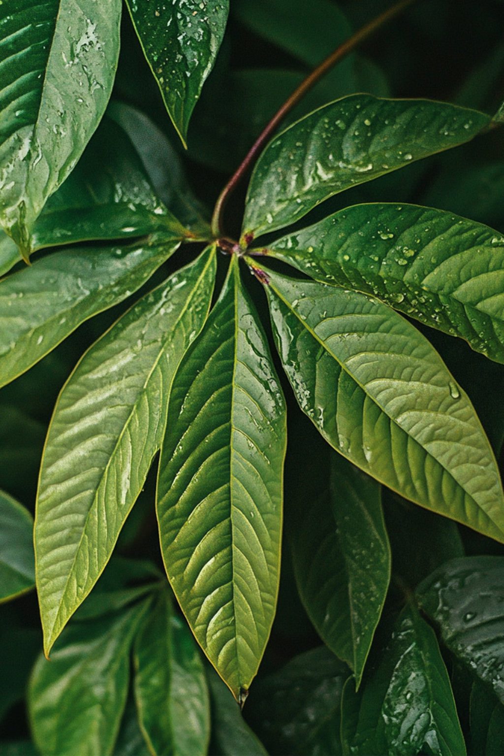Pachira « Arbre À Monnaie » – Plante D’Intérieur