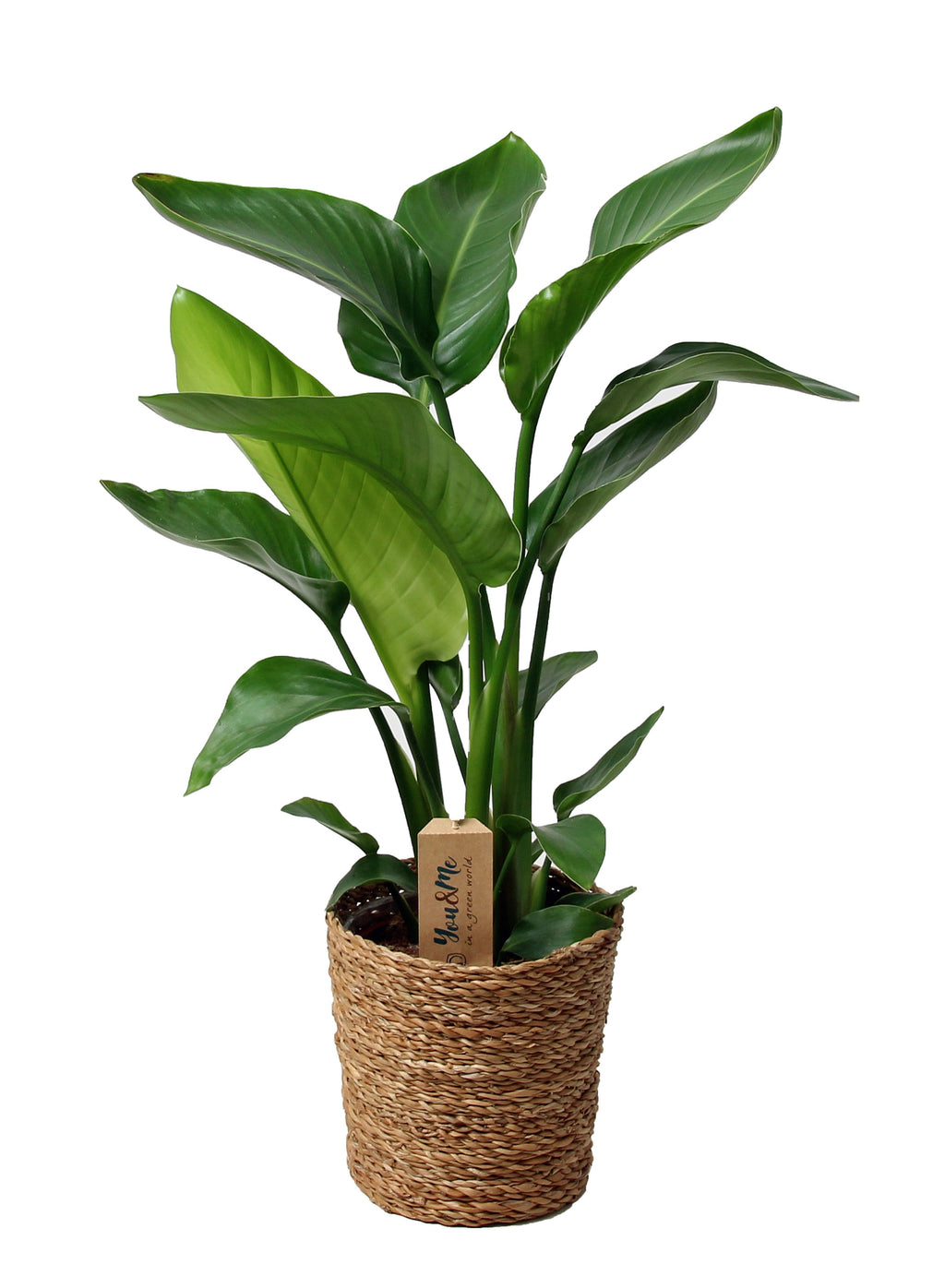 Strelitzia « Oiseau De Paradis » Avec Panier – Plante D’Intérieur