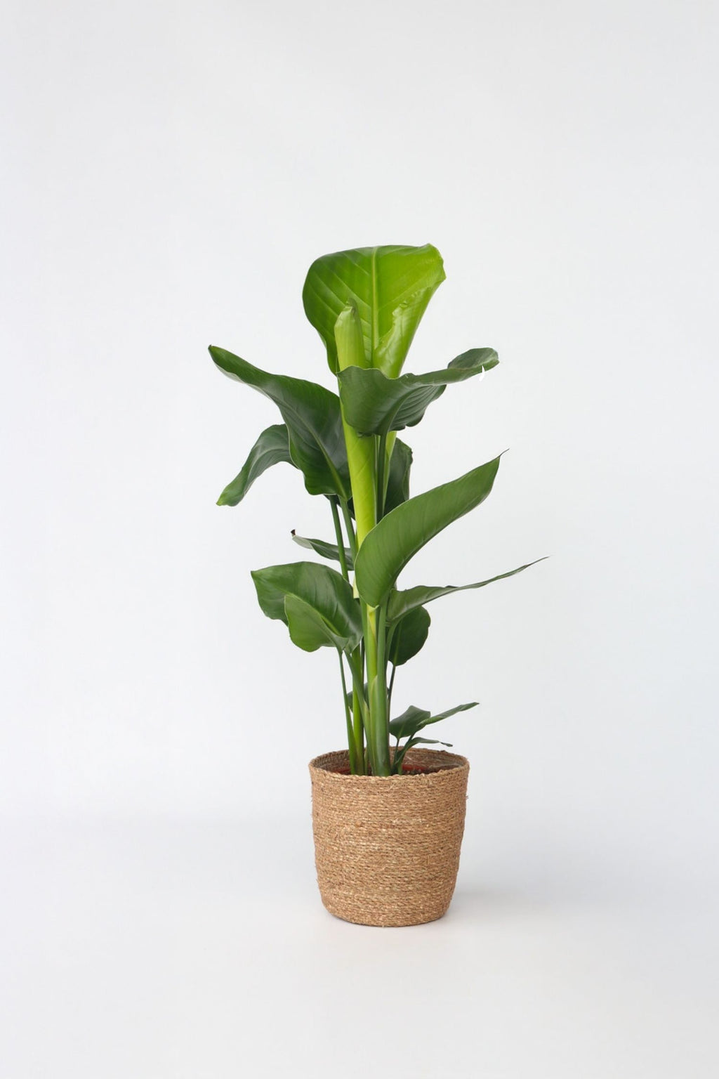 Strelitzia « Oiseau De Paradis » Avec Panier – Plante D’Intérieur