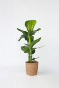 Strelitzia « Oiseau De Paradis » Avec Panier – Plante D’Intérieur