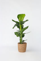 Strelitzia « Oiseau De Paradis » Avec Panier – Plante D’Intérieur