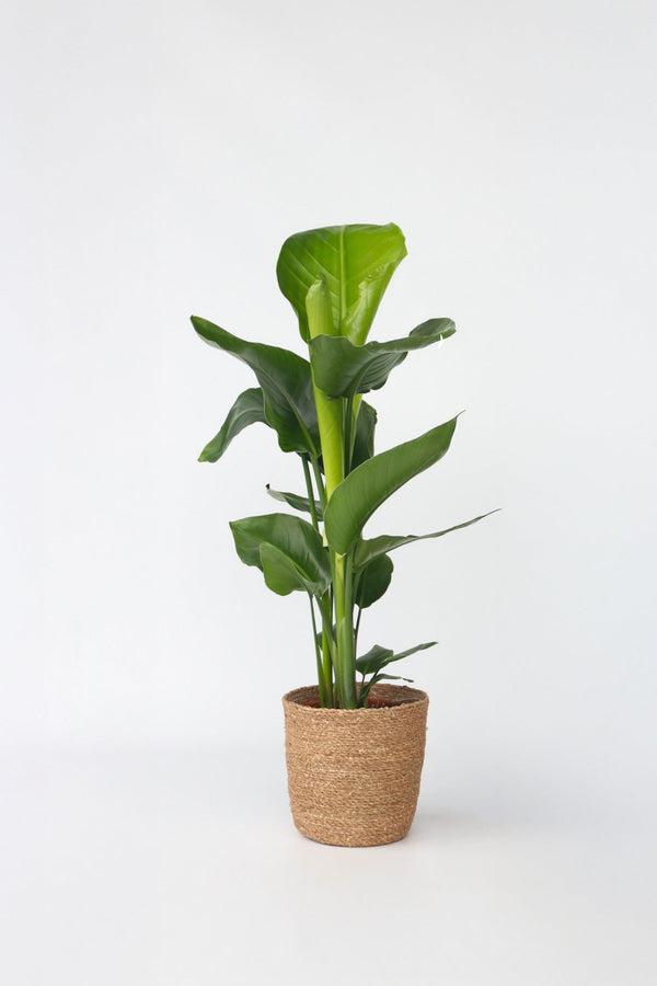 Strelitzia « Oiseau De Paradis » Avec Panier – Plante D’Intérieur