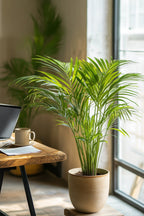 Palmier Areca Doré Xl – Plante D’Intérieur
