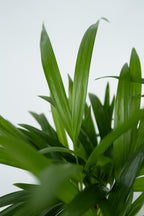 Palmier Areca Doré Xl – Plante D’Intérieur