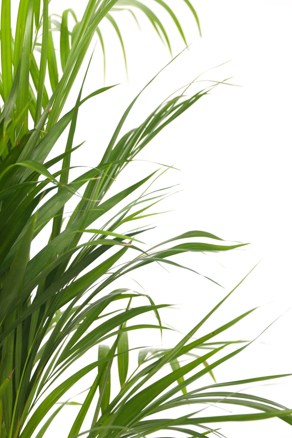 Palmier Areca Doré Xl – Plante D’Intérieur