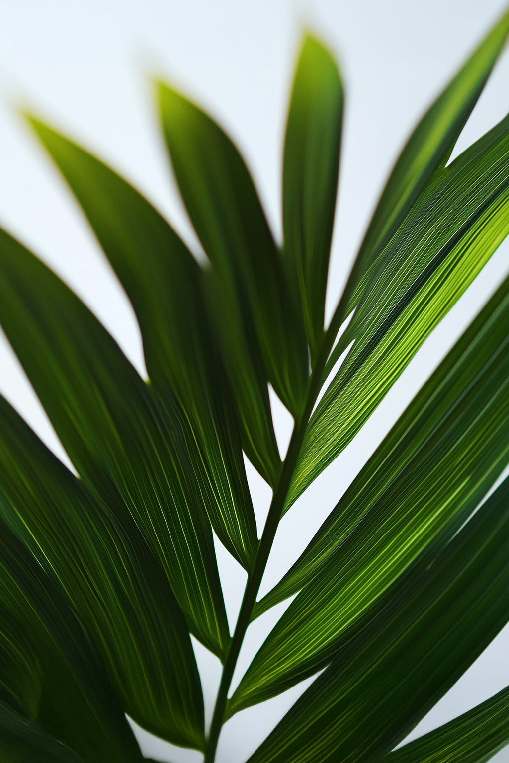 Palmier Areca Doré Xl – Plante D’Intérieur