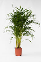 Palmier Areca Doré Xl – Plante D’Intérieur