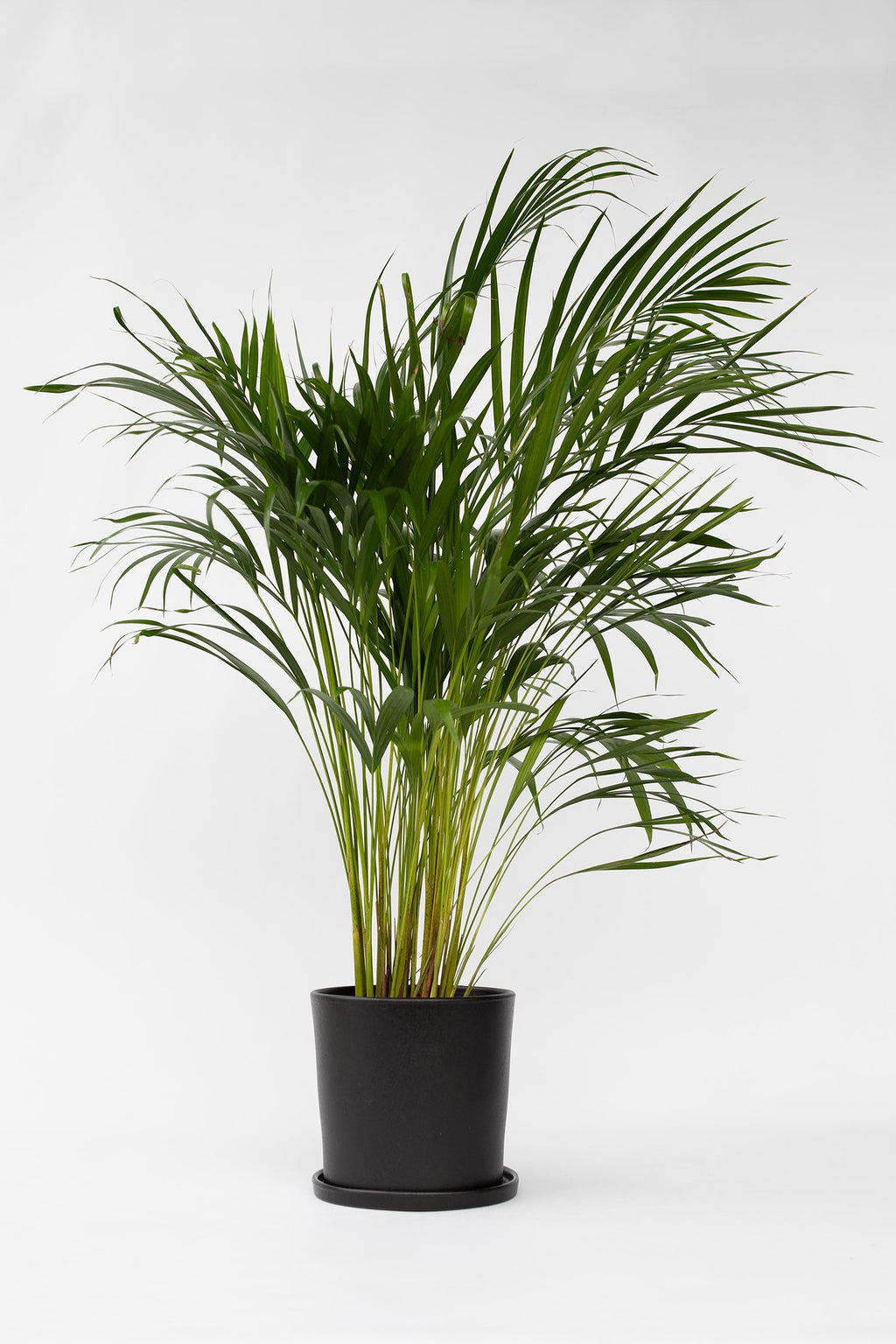 Palmier Areca Doré Xl – Plante D’Intérieur
