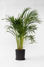 Palmier Areca Doré Xl – Plante D’Intérieur