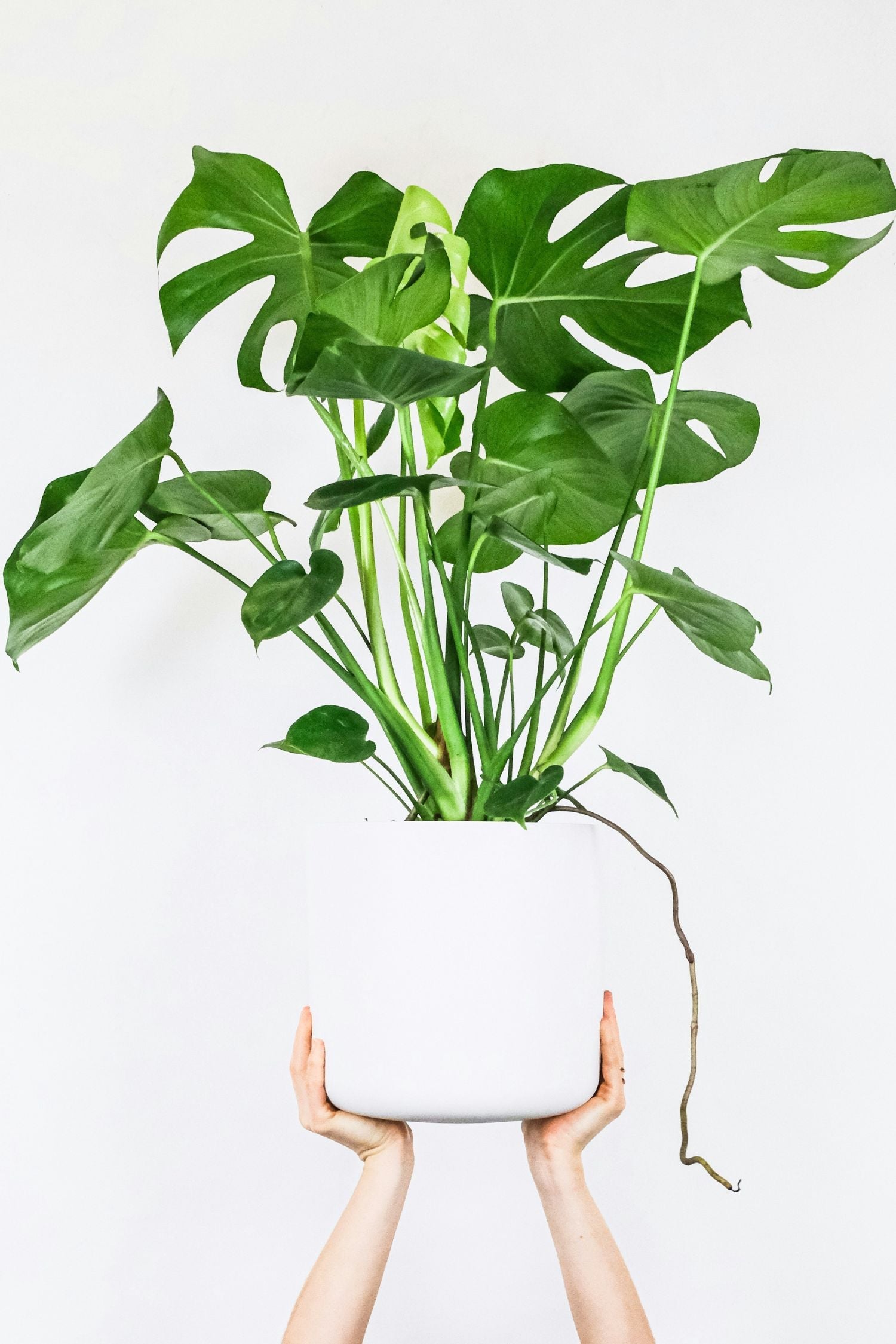 Monstera Deliciosa Grande – Plante D’Intérieur