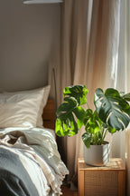 Monstera Deliciosa Grande – Plante D’Intérieur