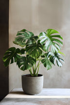Monstera Deliciosa Grande – Plante D’Intérieur