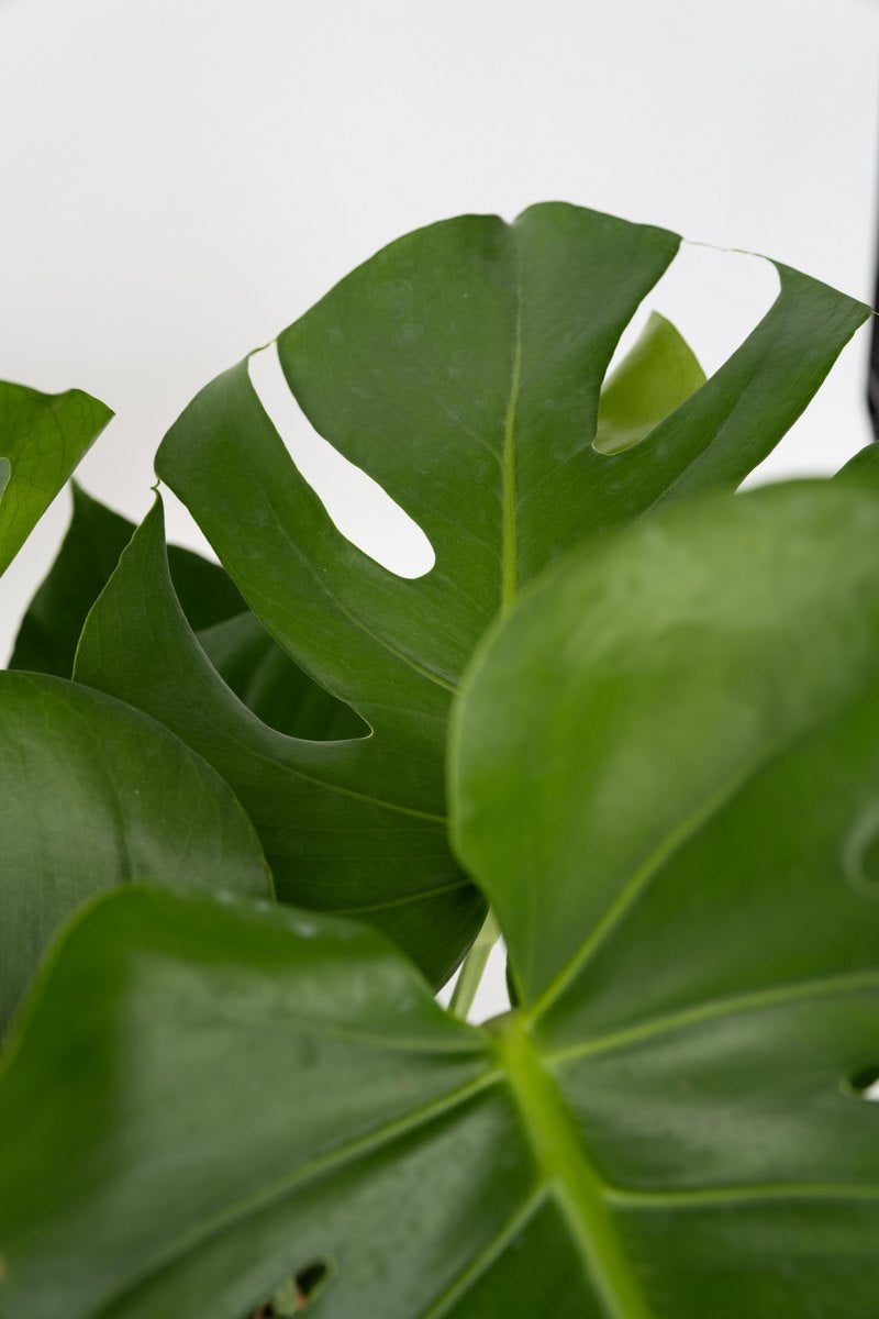 Monstera Deliciosa Grande – Plante D’Intérieur